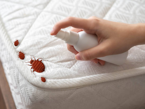 Best Affordable Pest Control Services  in Nanawale Estates, HI